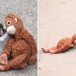 How an abandoned, plush-loving macaque became the most beloved monkey on the internet