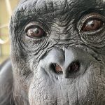 Scientists threw a tea party for apes and discovered they can use their imagination and play pretend