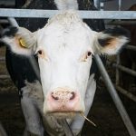 EU slammed as study reveals climate-harming beef and lamb get 580 times more subsidies than legumes