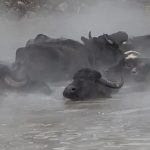 Turkey: Unusual footage shows water buffaloes soaking in hot springs