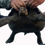 Giant tortoises are returning to this Galápagos island nearly 150 years after they went extinct