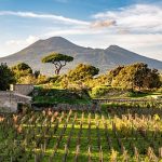 From the old to the new: Pompeii project revives ancient wine making tradition
