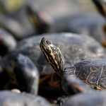 1,500 Amazonian turtles released in Brazil’s Rio Negro