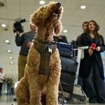 ‘My cat is my family’: Greece launches animal airlift to evacuate pets from Middle East