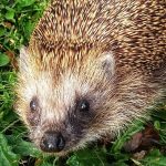 European hedgehogs are often hit by cars. Researchers say ultrasound could save them from extinction