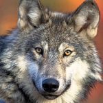 Wolf bites woman in Hamburg shopping area in Germany’s first attack in decades