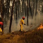 Scientists sound alarm over Europe’s forests as 216,000 hectares at risk – even if warming halts