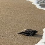 Gabon’s tiny turtles race against extinction as funding for protection dries up