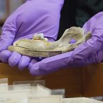 Man’s older friend: New study finds dogs lived with humans 5,000 years earlier than thought