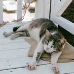 This residential cruise allows passengers to live onboard – and bring their furry friends