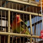 Palm Sunday bird sellers in Mexico City cling to fading tradition