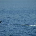 IRGC navy chief Alireza Tangsiri killed in ‘precise and lethal operation,’ Israel says