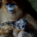 First golden snub‑nosed monkey born outside Asia makes debut at French zoo