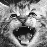 The purr-fect shot: New book celebrates legendary cat photographer Walter Chandoha