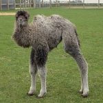 Camel calf Sophia born at Whipsnade Zoo, boosting conservation focus