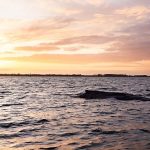 Whale Timmy: Can whale songs still save him? Biologist prepares autopsy