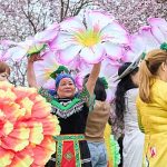 Cherry Blossom Festival in Berlin attracts many tourists this spring