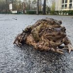 Poland: “Frog Patrol” saves thousands of amphibians during migration