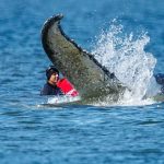 German bid to rescue ‘Timmy’ the whale stranded off Baltic coast passes key hurdle