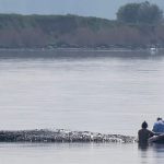 German rescuers plan to use air cushions in bid to save Timmy the stranded whale