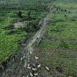 US lawmakers urge EU not to water down deforestation law ahead of review