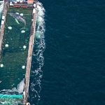 Humpback whale stranded in Germany released into North Sea