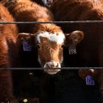 Cattle theft in Germany: organised gangs target farms