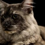 International Feline Contest: Europe’s ‘most beautiful cats’ gather in Sofia