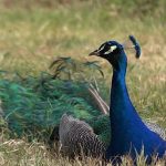 Peacocks take over northern Italian beach town