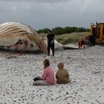 ‘Timmy’ the humpback whale hauled ashore on Danish island