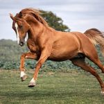 Rare Caucasian horse breed attracts renewed attention in Germany