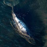 End of the rescue operation: Humpback whale “Timmy” released in the North Sea