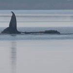 Whale Timmy is dead, GPS tracker confirms identity