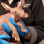 Rare aardvark born at UK’s Chester Zoo