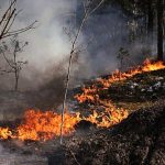 Large forest fire burning in Chernobyl exclusion zone after drone crash, Kyiv says