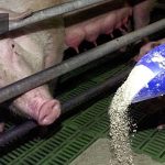 China understands food security — the EU does not