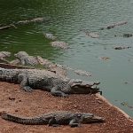 UK police say man under arrest after toddler ‘ended up’ in crocodile pen at zoo