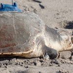 China claims ‘spy sea turtles’ are studying its coastline