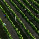 Farms, schools, rail and health services under strain as heatwave grips France