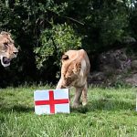 UK lions predict England’s World Cup fate