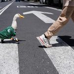 Meet Merlin: The duck that became the World Cup’s viral mascot