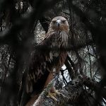 Feliks the eagle back home in Serbia after kidnap and illegal sale ordeal in Middle East