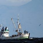 Iceland kills first whales since 2023, resuming whaling