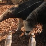 Anteater prediction: how World Cup oracle Taio tips Germany’s opening match