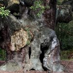 Robin Hood’s famed Sherwood Forest 1,200-year-old oak tree declared dead