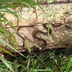 Holiday islands under pressure: The snake invasion threatening Ibiza and Mallorca