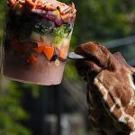 Frozen feasts and cool pools help Rome zoo animals survive heatwave