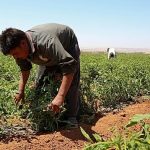 Greece to bring in 5,000 Egyptian farm workers to close agricultural labour gap