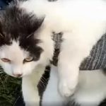 Russian prison intercepts cat used to smuggle drugs into penal colony