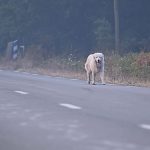 France veterinary team treats pets of wildfire evacuees